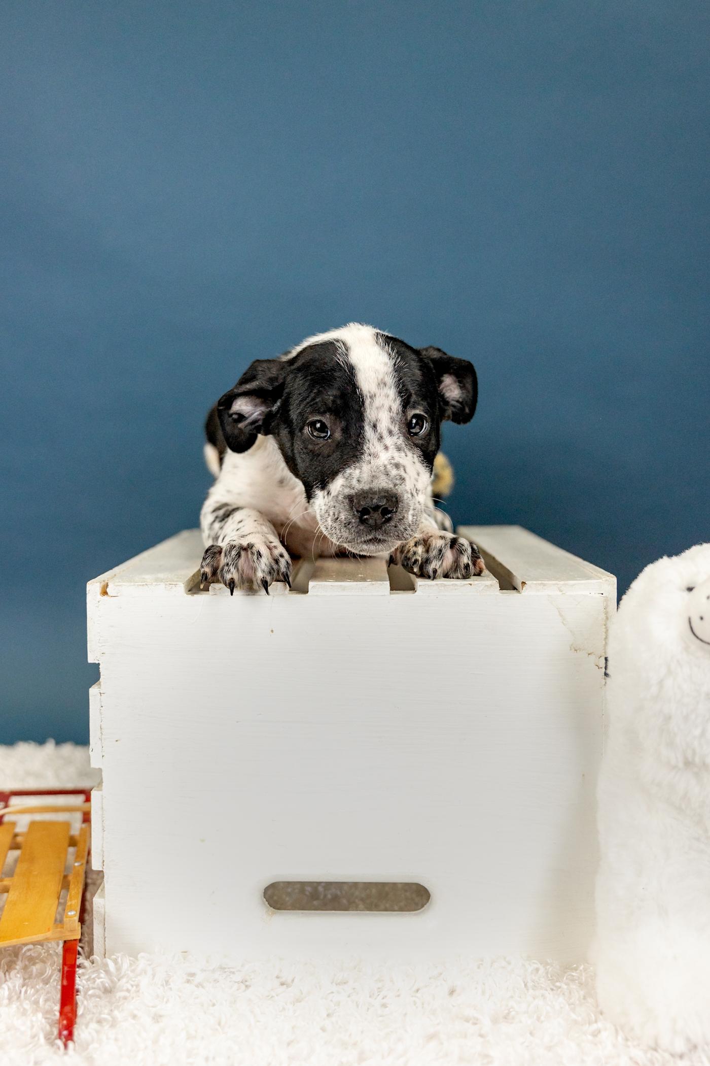 Enlarge 12-26, a ADOPTABLE mixed breed in Brighton, CO image 1/1