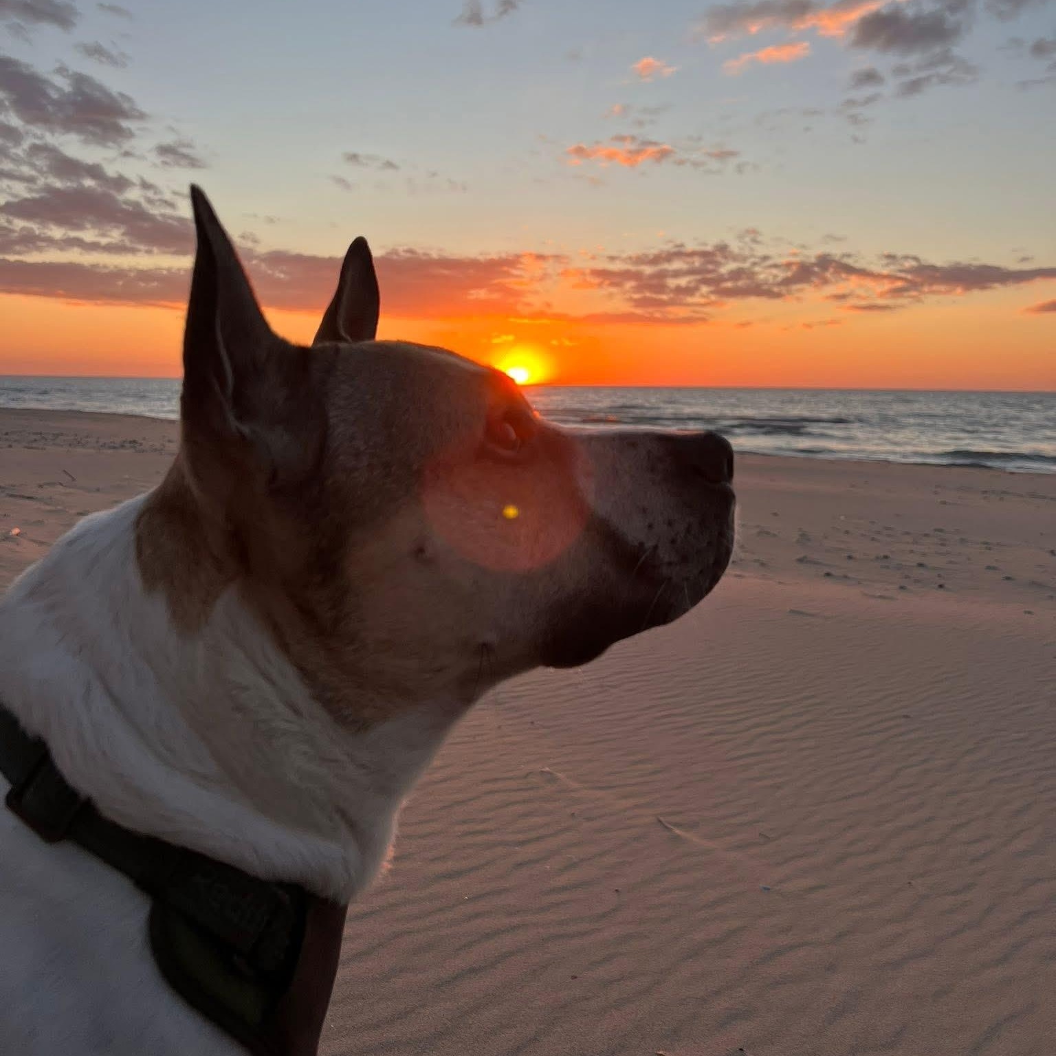 Mr. Bubbles*, a ADOPTABLE Mixed Breed in Allegan, MI image 5/5