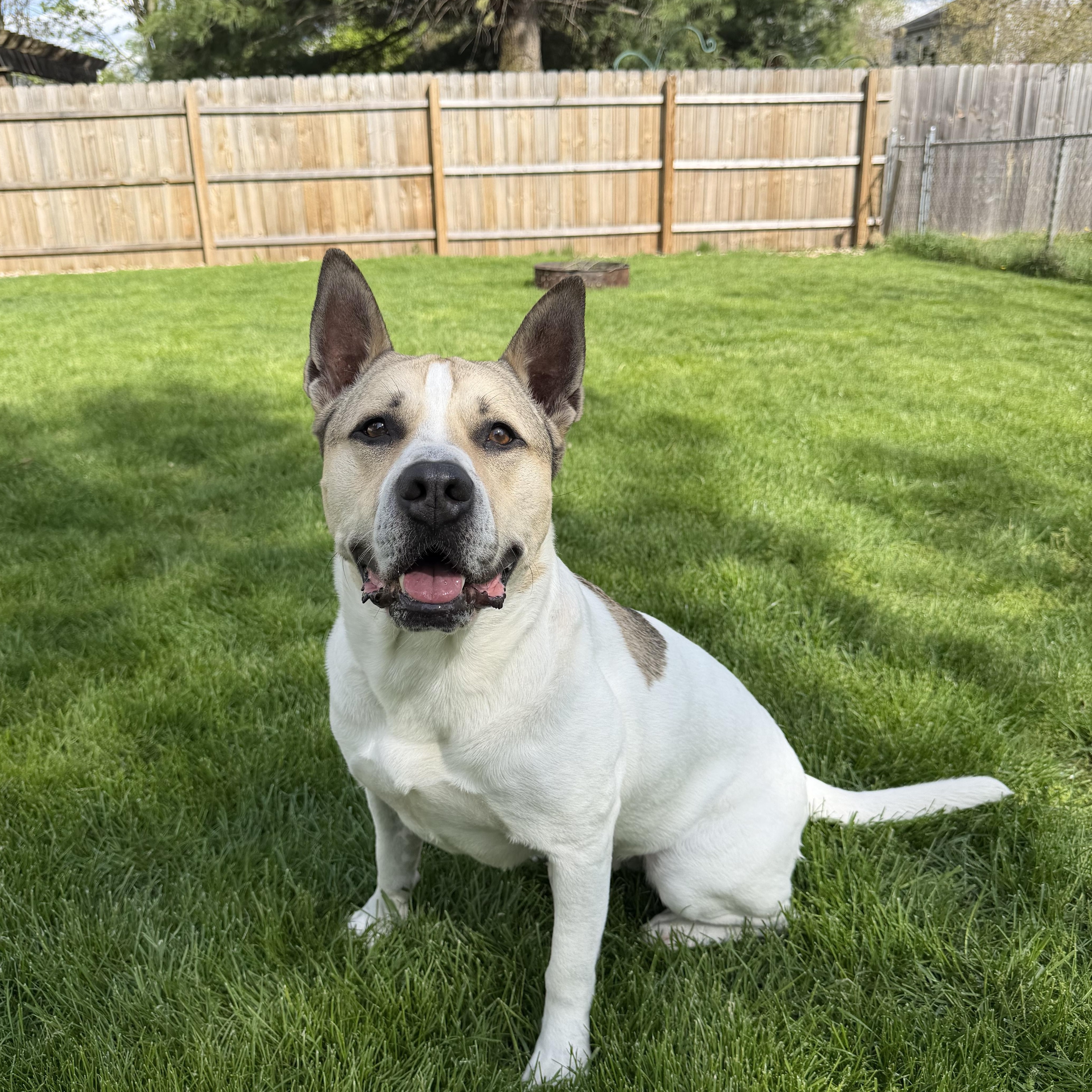 Mr. Bubbles*, a ADOPTABLE Mixed Breed in Allegan, MI image 1/5