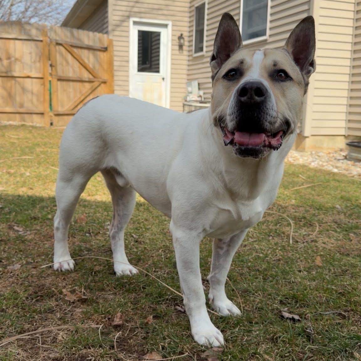 Mr. Bubbles*, a ADOPTABLE Mixed Breed in Allegan, MI image 2/5