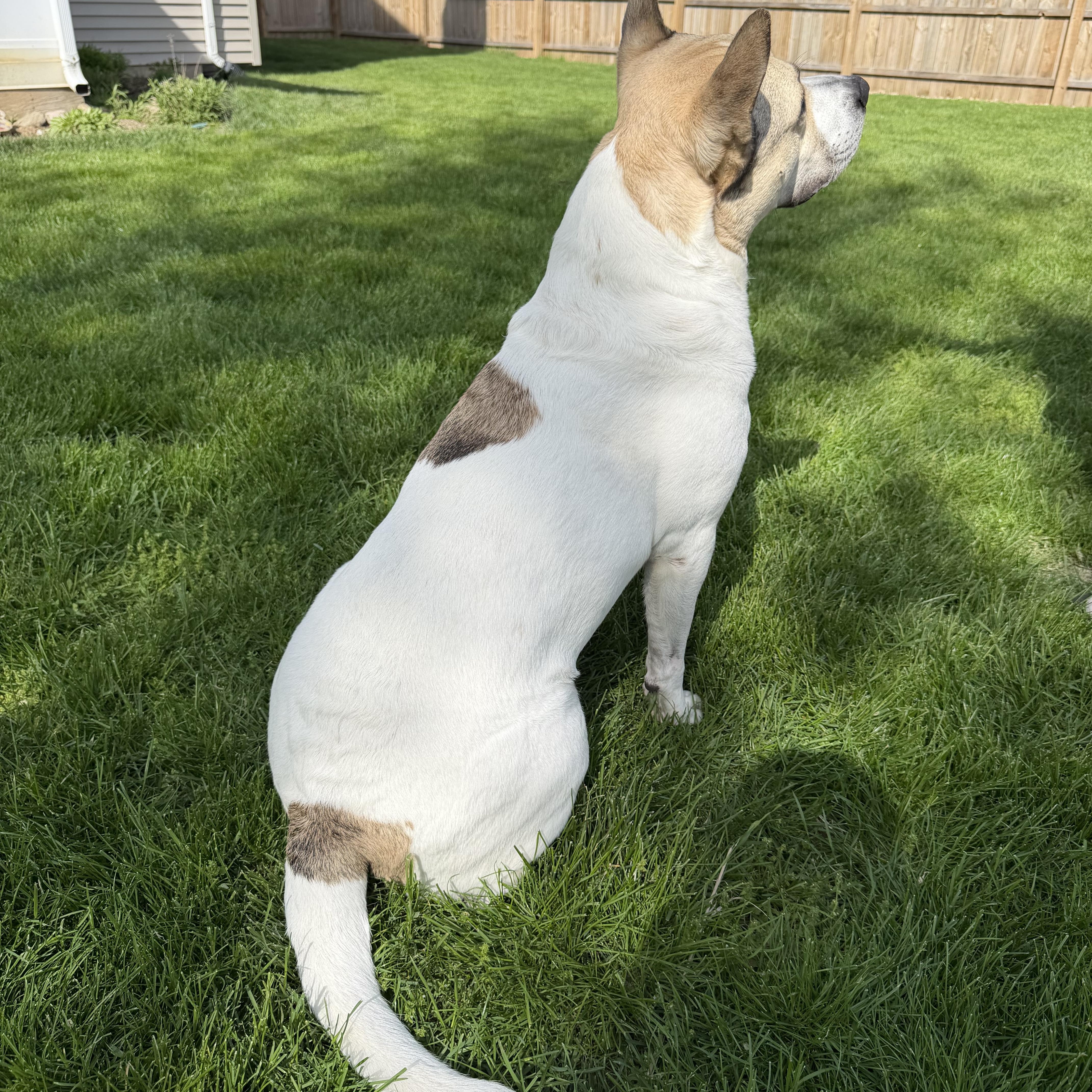 Mr. Bubbles*, a ADOPTABLE Mixed Breed in Allegan, MI image 3/5