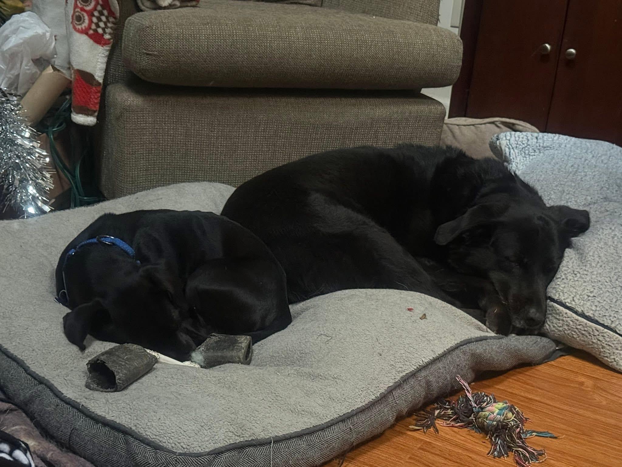 Rico, ADOPTABLE, Adult Male Chihuahua & Pug.