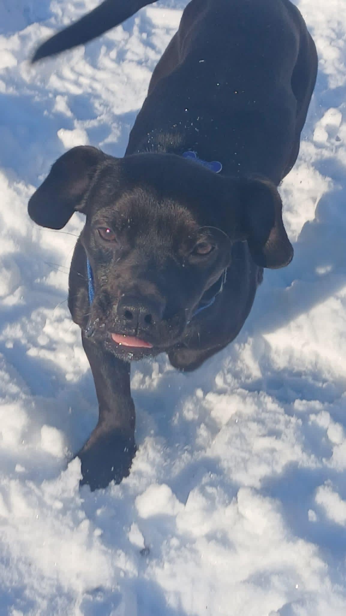 Enlarge Rico, an adopted mixed breed in Elkton, MD image 1/4