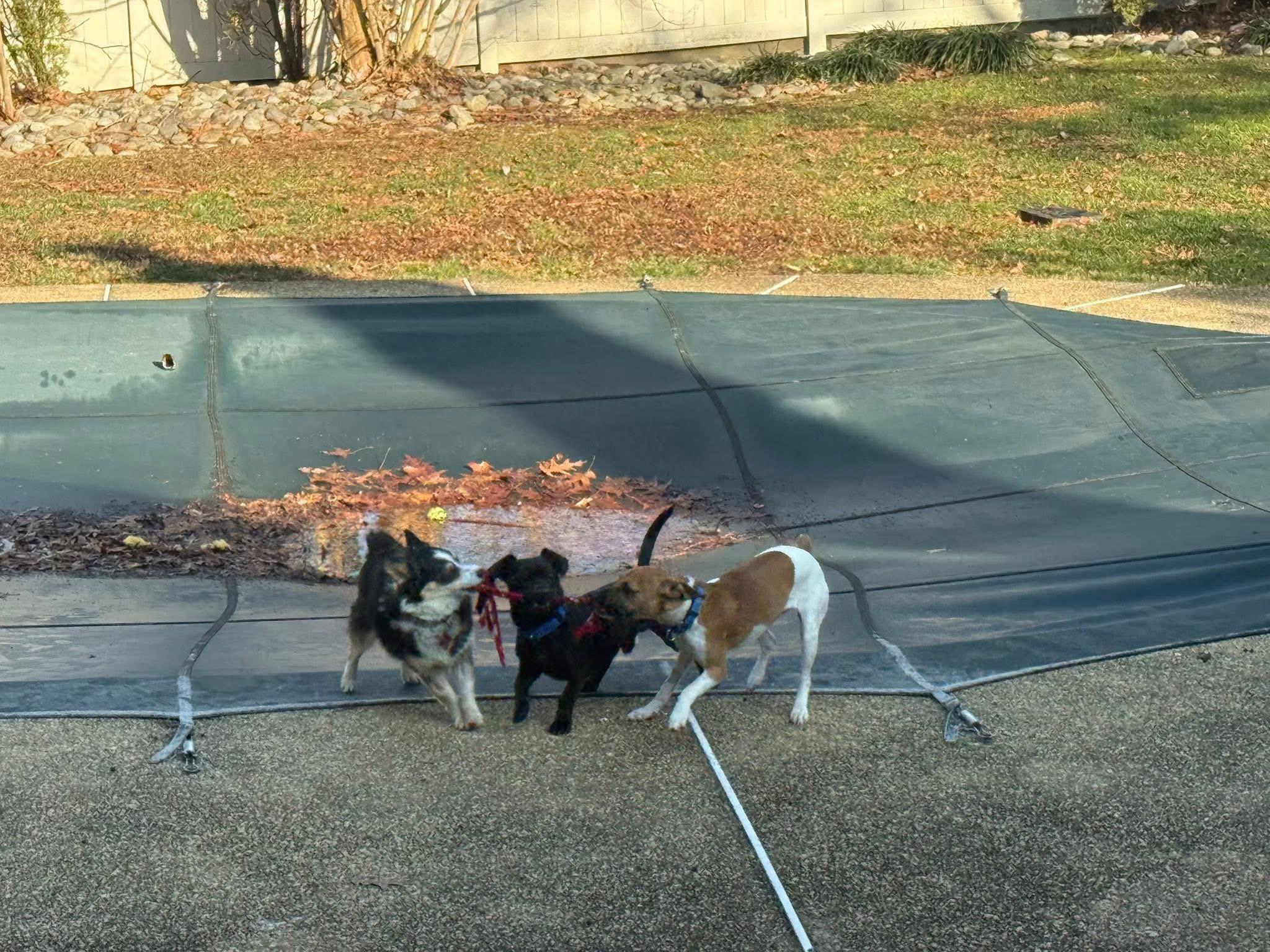 Enlarge Rico, an adopted mixed breed in Elkton, MD image 3/4