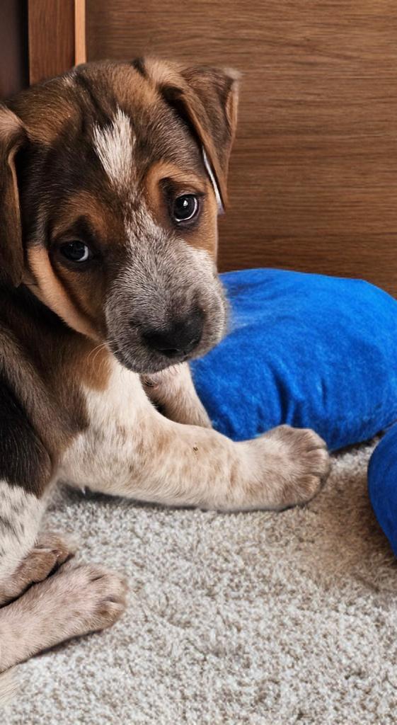 Lucky, ADOPTABLE, Puppy Male Australian Cattle Dog / Blue Heeler.