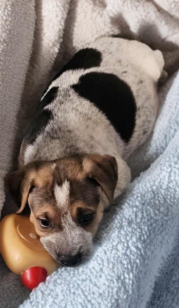 Enlarge Lucky, a ADOPTABLE mixed breed in San Antonio, TX image 4/4