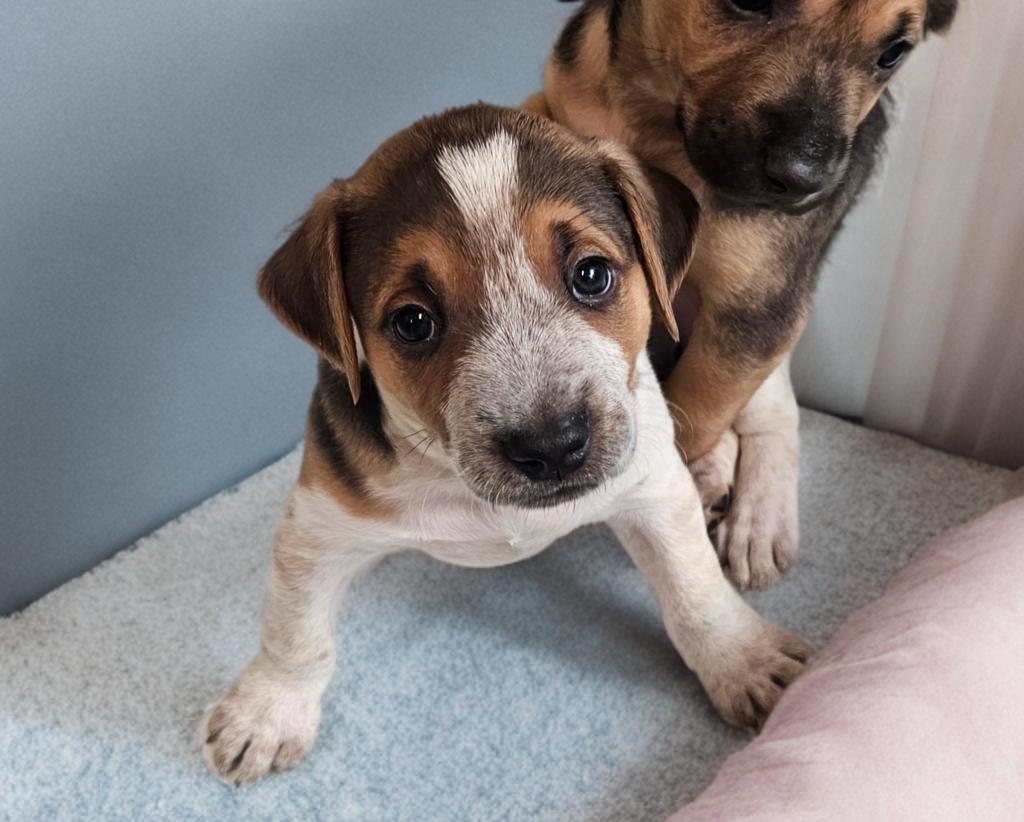 Enlarge Lucky, a ADOPTABLE mixed breed in San Antonio, TX image 2/4