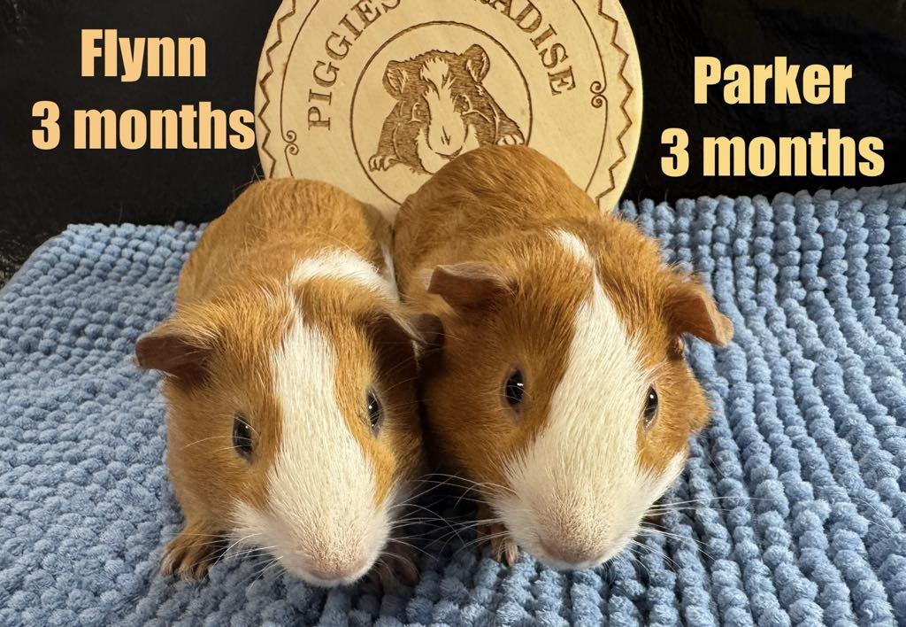 Flynn & Parker, Adoptable, Baby Male Short-Haired.