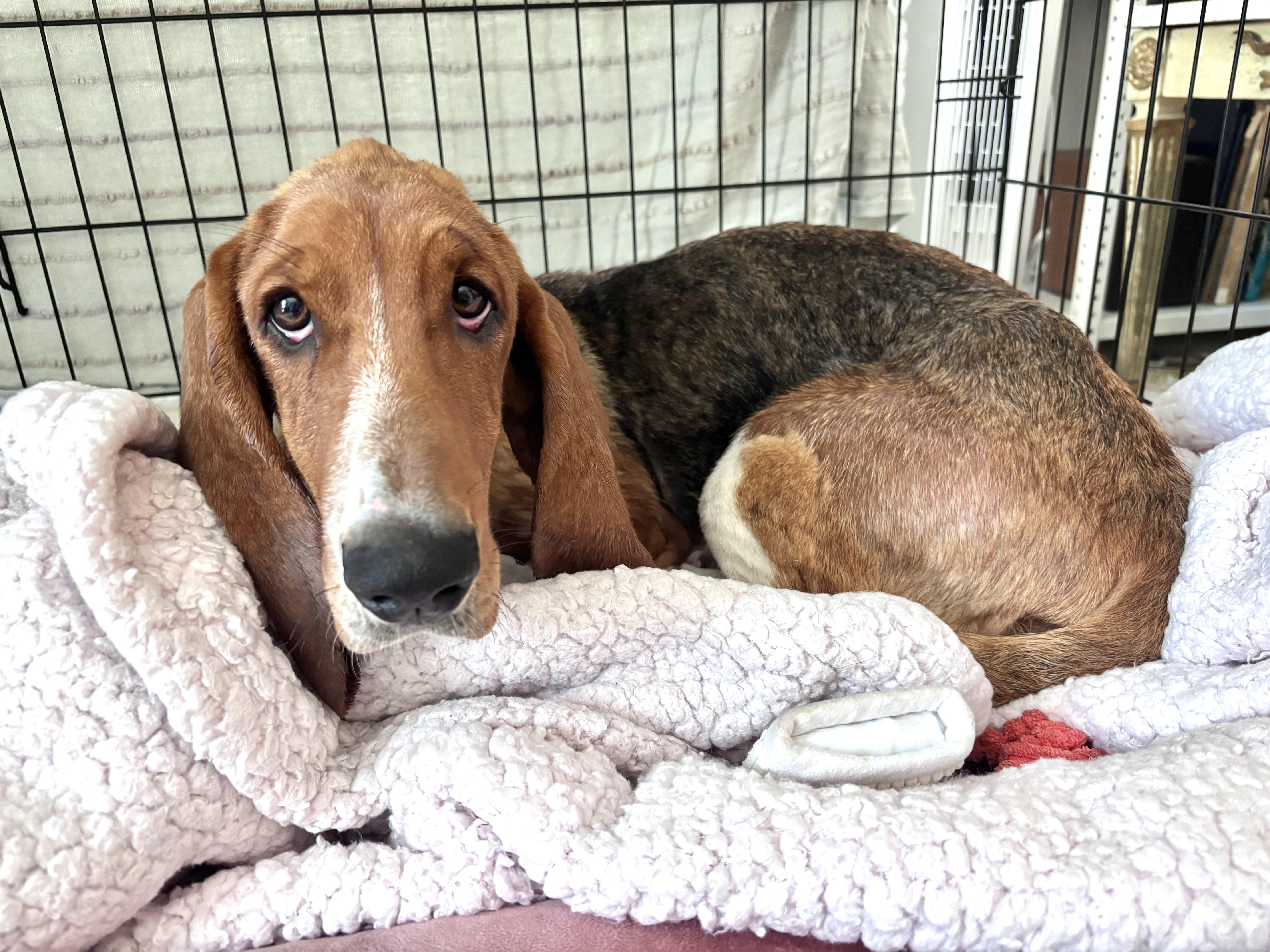 Enlarge Glossy, an adopted Basset Hound in Brooklyn, NY image 5/6