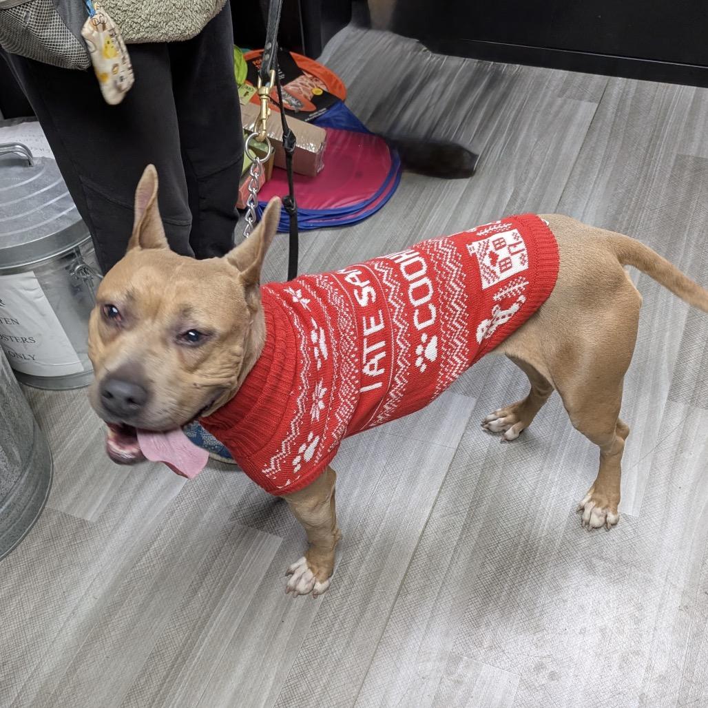 Enlarge Linnett, a Adoptable Pit Bull Terrier in Dublin, CA image 2/6