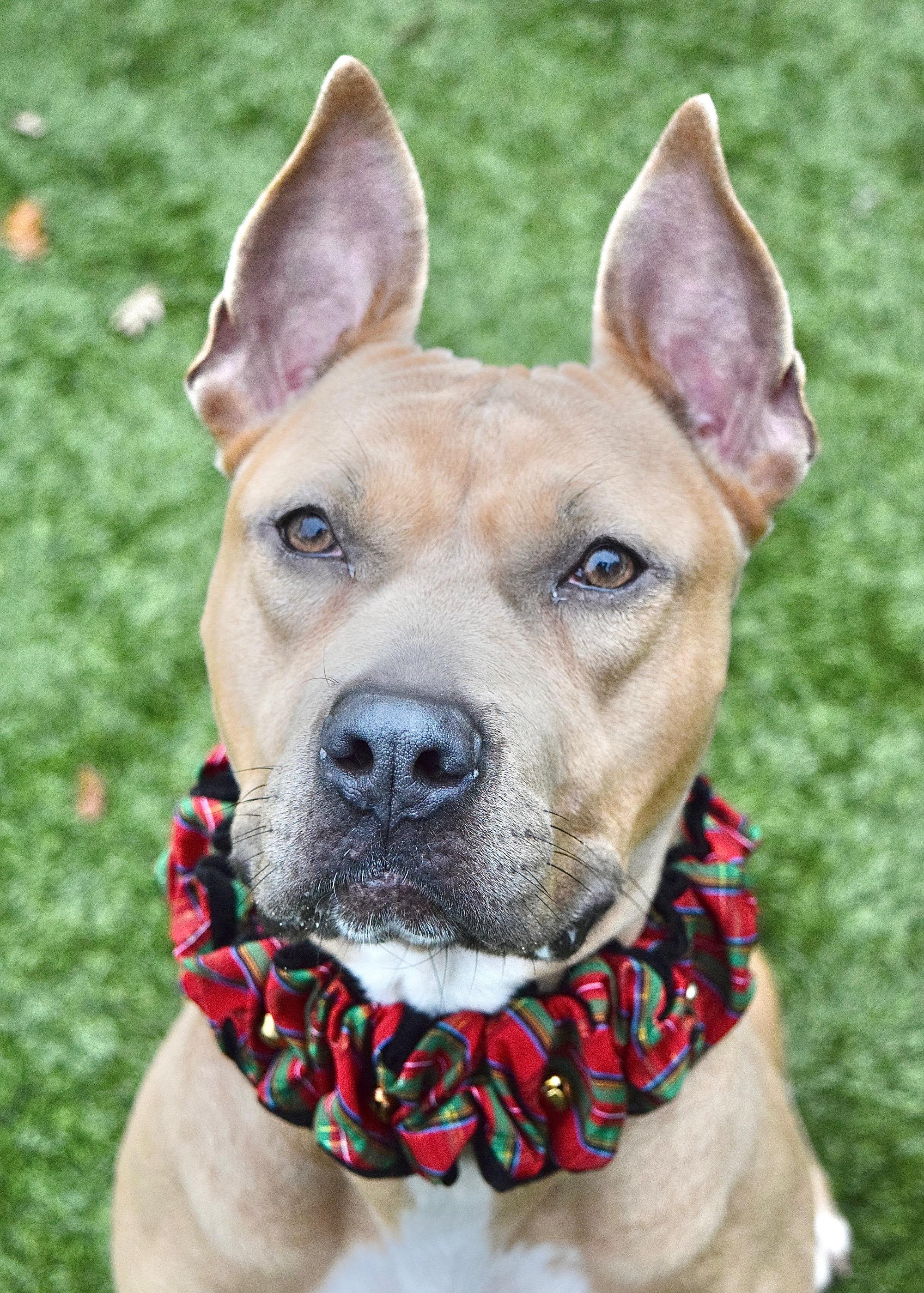 Linnett, Adoptable, Adult Female Pit Bull Terrier.