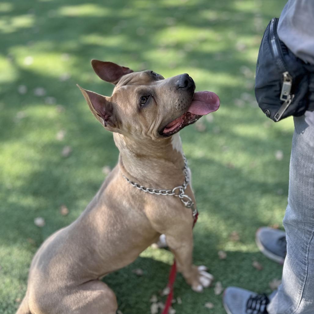Enlarge Linnett, a Adoptable Pit Bull Terrier in Dublin, CA image 5/6