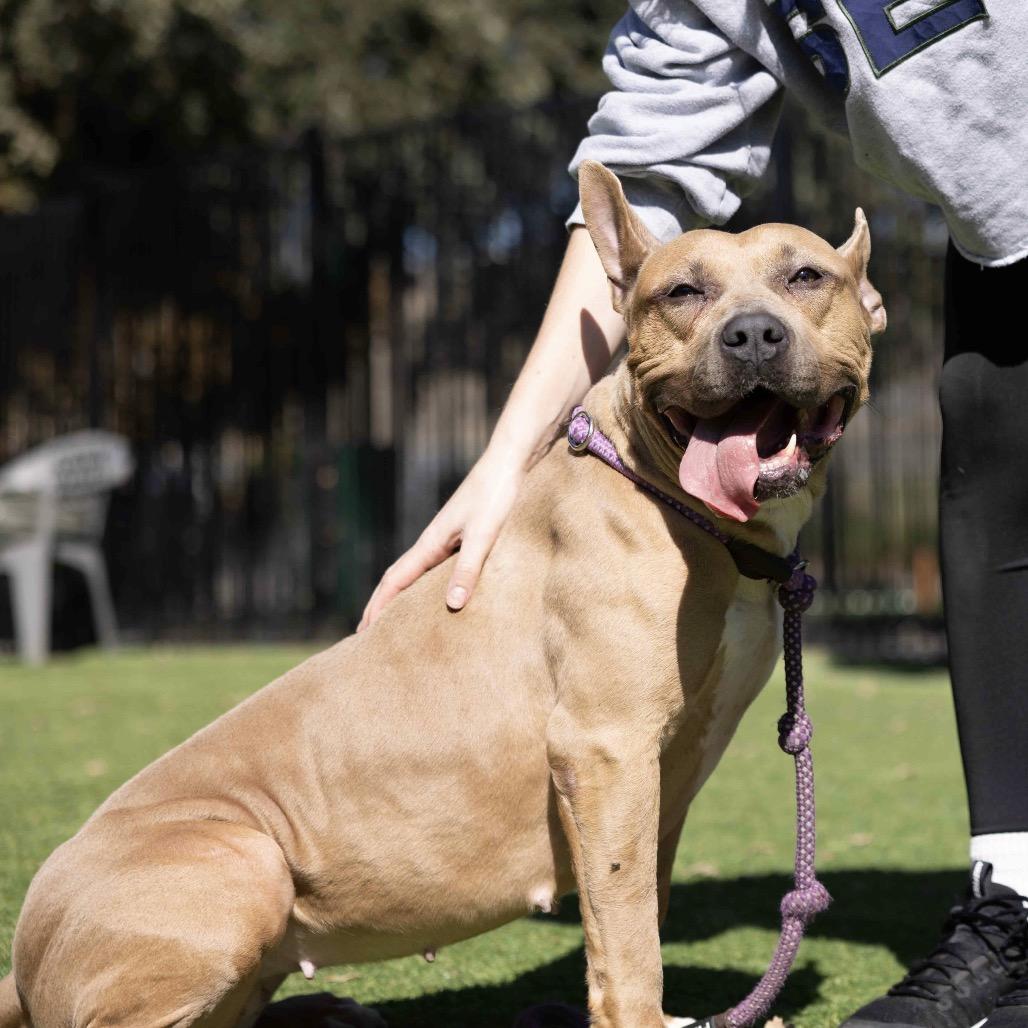 Linnett, a Adoptable Pit Bull Terrier in Dublin, CA image 3/6
