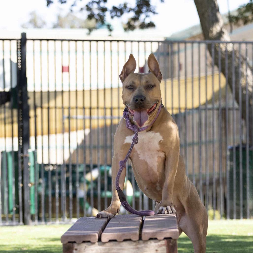 Linnett, a Adoptable Pit Bull Terrier in Dublin, CA image 5/6