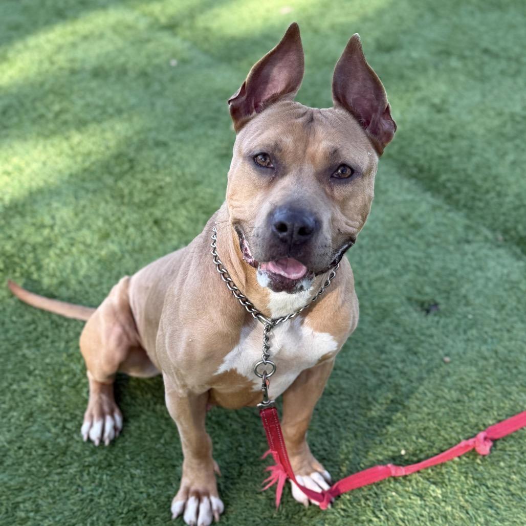 Enlarge Linnett, a Adoptable Pit Bull Terrier in Dublin, CA image 4/6