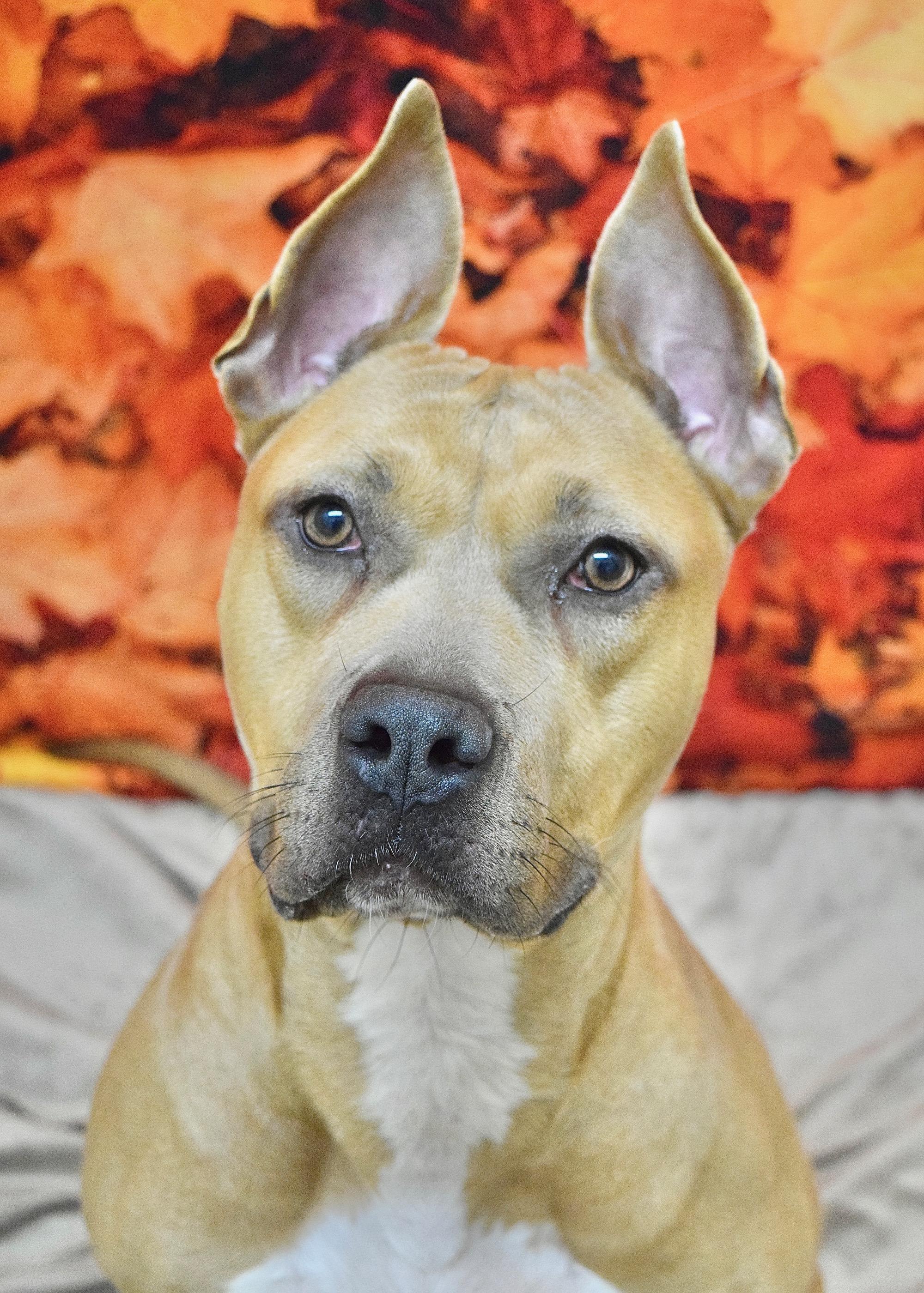 Linnett, Adoptable, Adult Female Pit Bull Terrier.