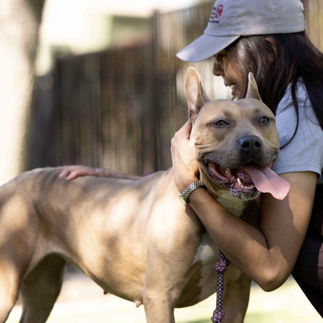 Linnett, a Adoptable Pit Bull Terrier in Dublin, CA image 4/6