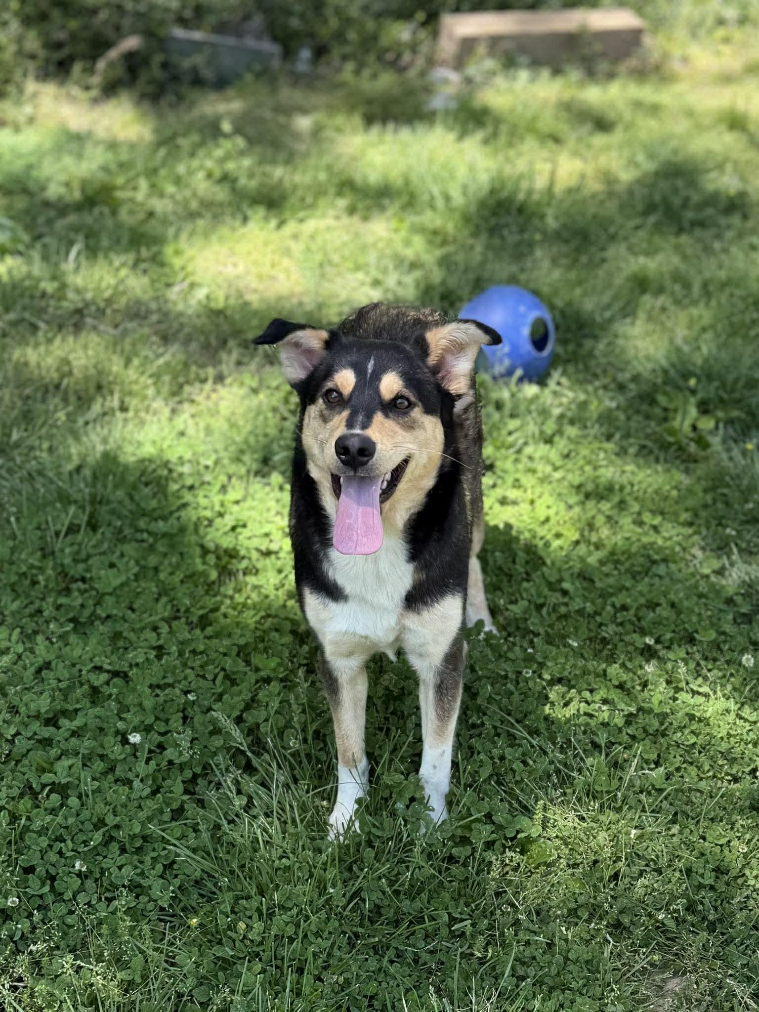 Enlarge Little Big Bit, a ADOPTABLE mixed breed in Leitchfield, KY image 3/3