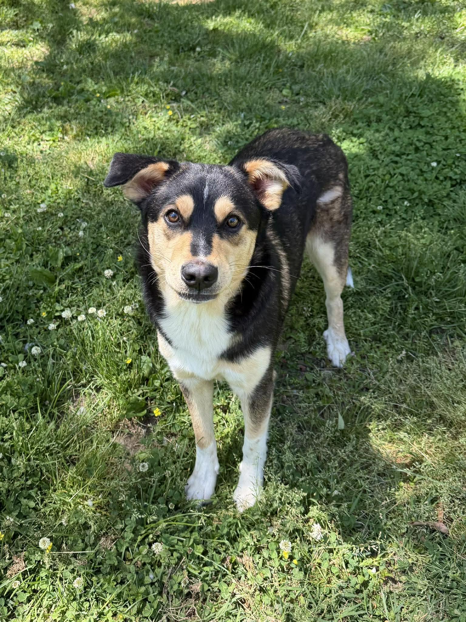 Enlarge Little Big Bit, a ADOPTABLE mixed breed in Leitchfield, KY image 2/3