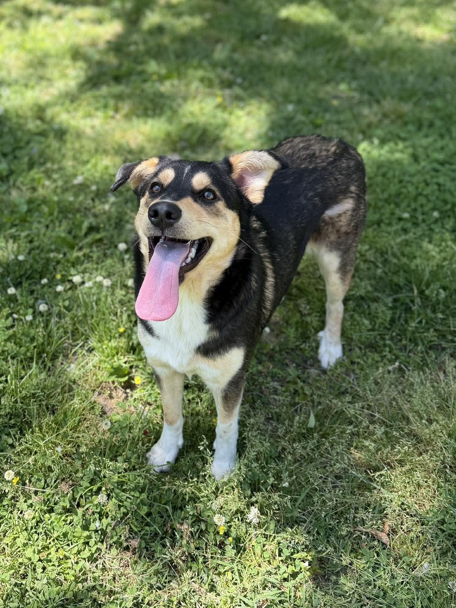 Little Big Bit, ADOPTABLE, Adult Female Mixed Breed.