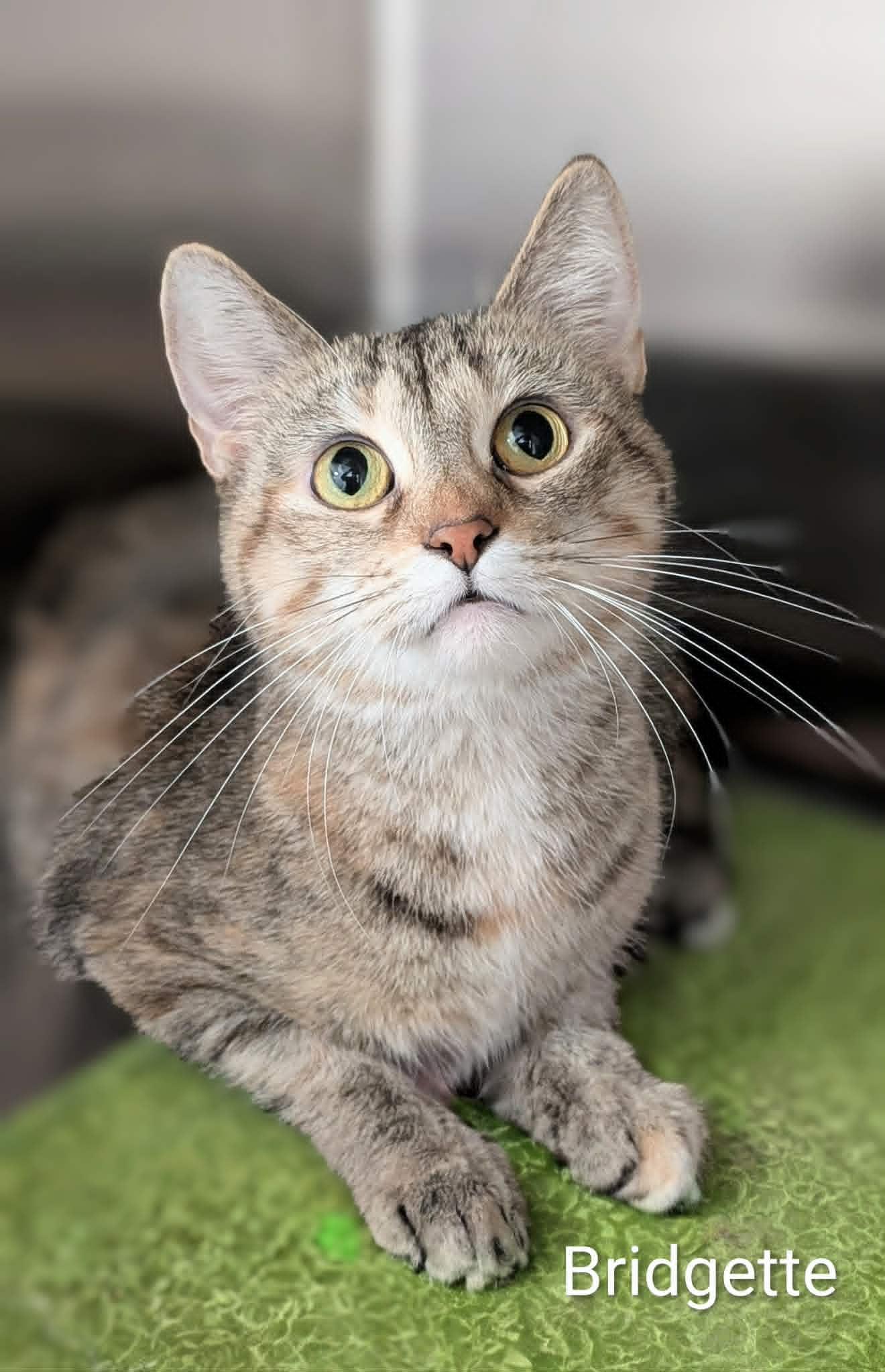 Bridgette, ADOPTABLE, Adult Female Domestic Short Hair.