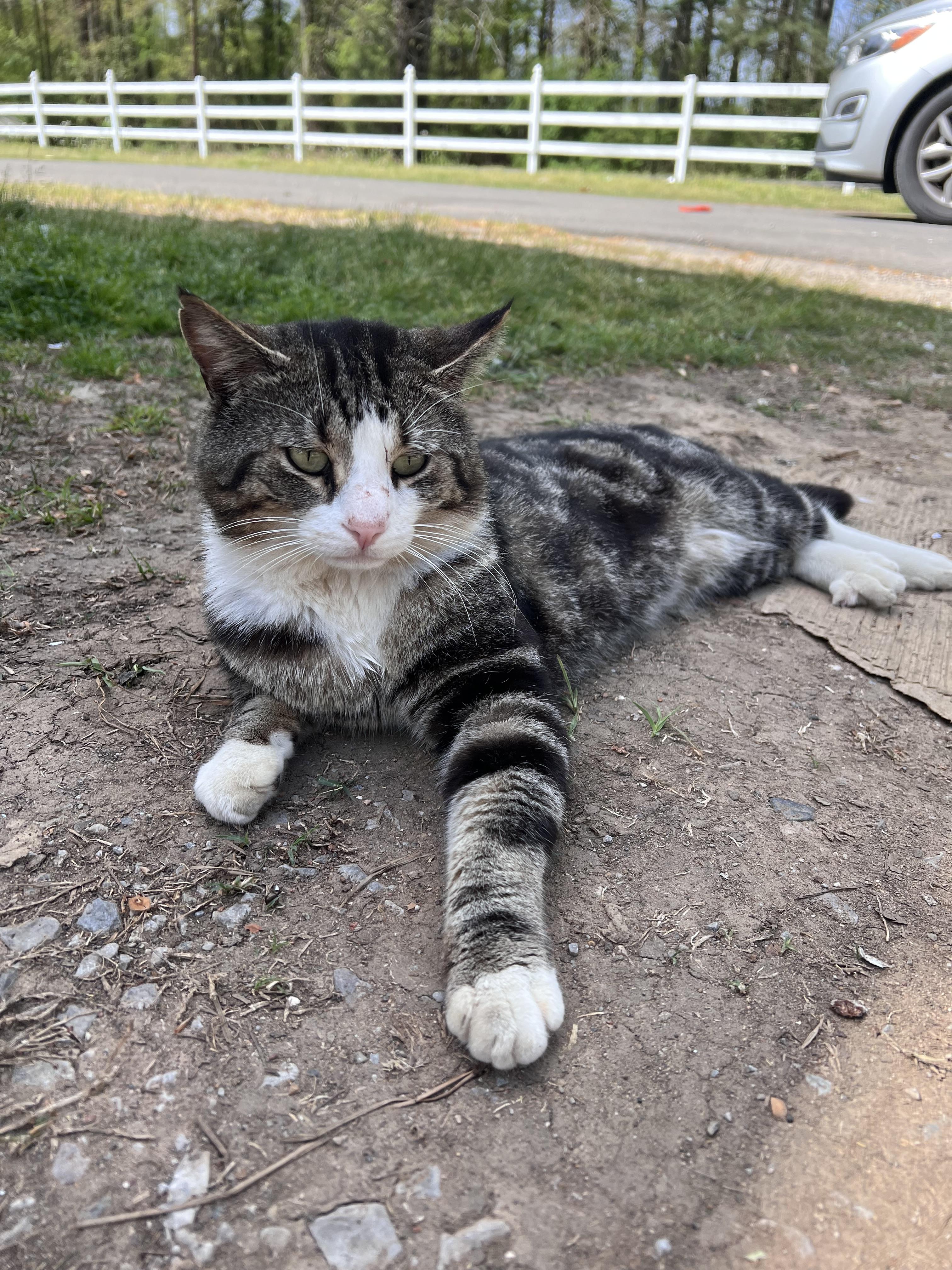 Enlarge Ferdinand, a Adoptable Domestic Short Hair in Randolph, AL image 1/1