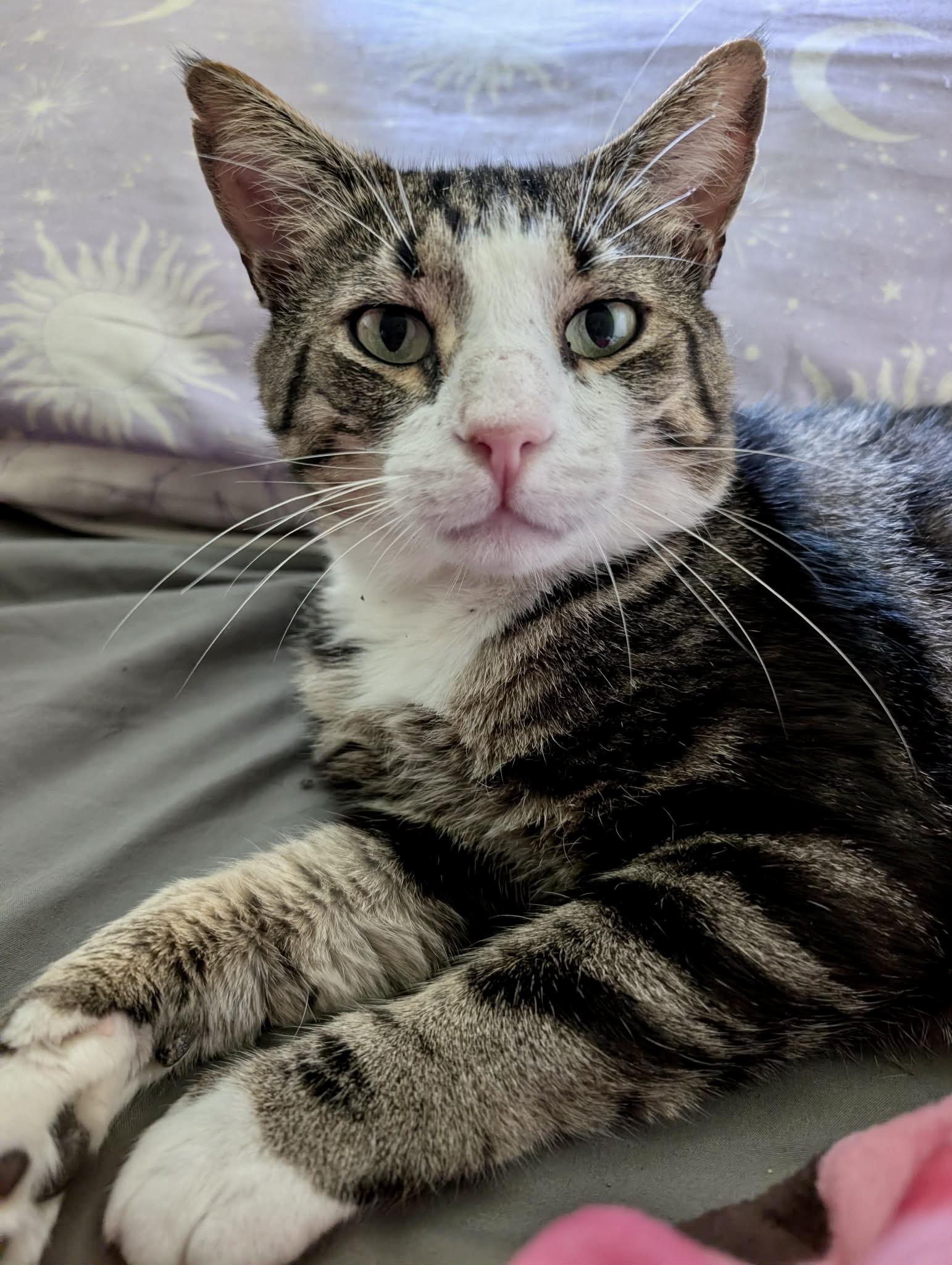 Ferdinand, a Adoptable Domestic Short Hair in Randolph, AL image 2/3