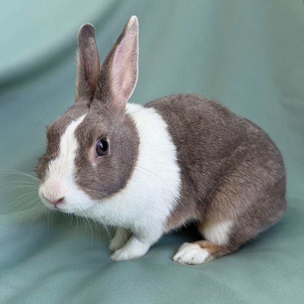 Enlarge Maisie (bonded to Millicent), a Adoptable Dutch in Columbia, MD image 2/6