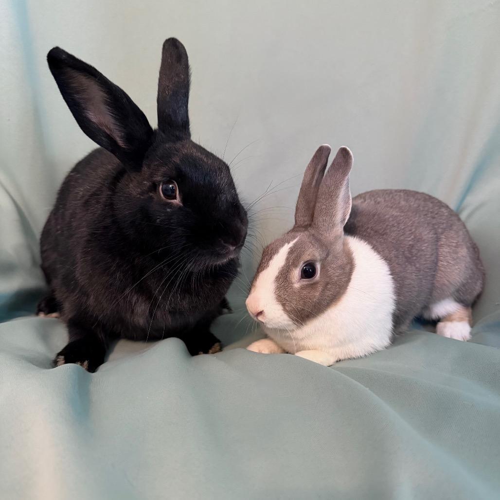 Enlarge Maisie (bonded to Millicent), a Adoptable Dutch in Columbia, MD image 6/6