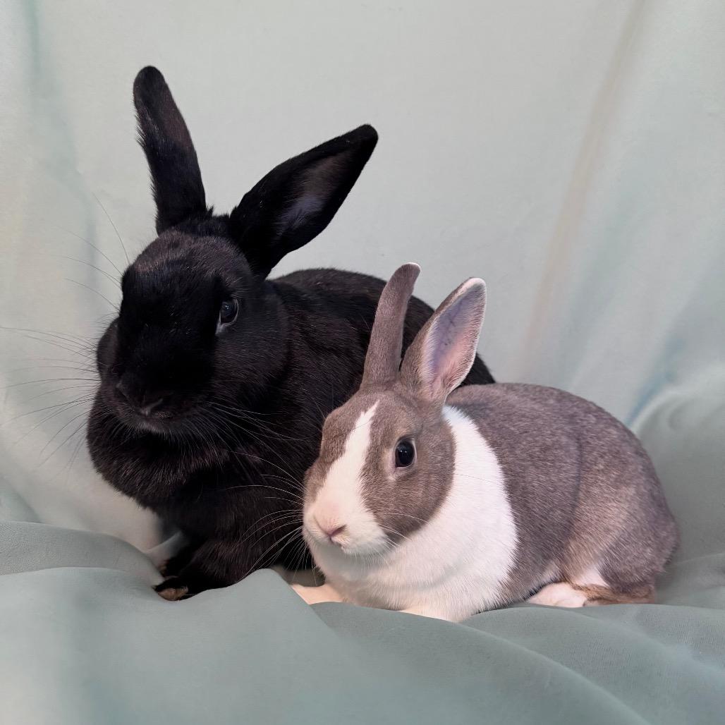 Maisie (bonded to Millicent), Adoptable, Adult Female Dutch.