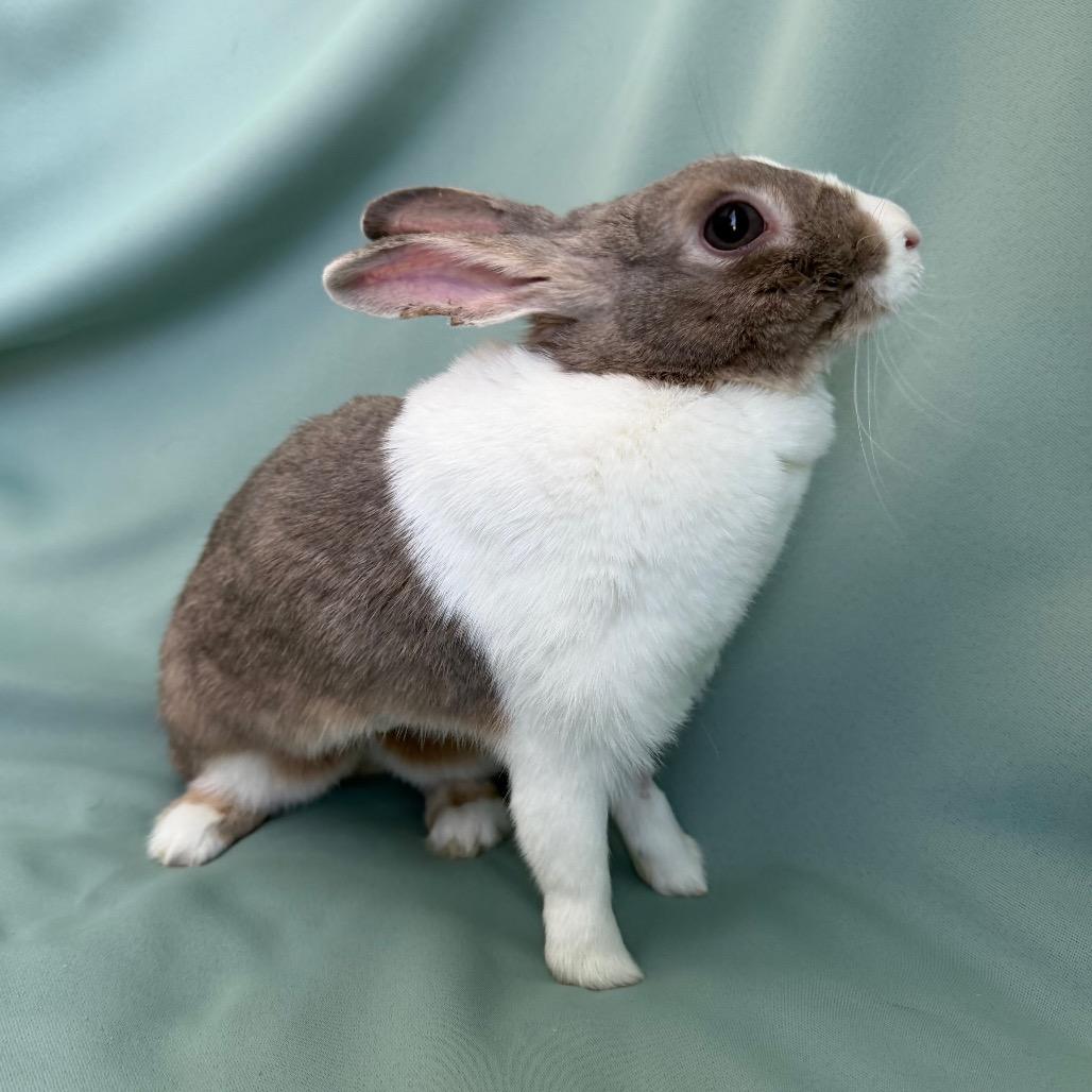 Enlarge Maisie (bonded to Millicent), a Adoptable Dutch in Columbia, MD image 4/6
