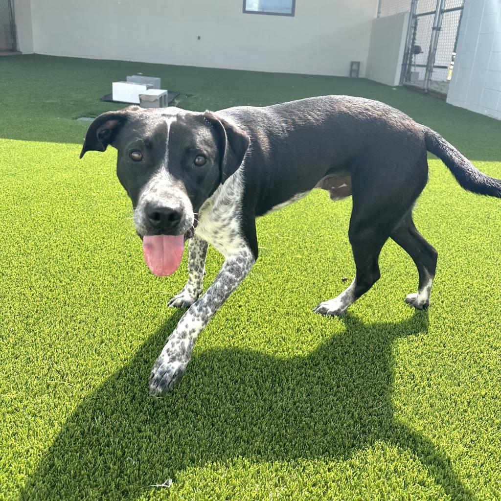 Enlarge Brandon aka Brandy, a Adoptable mixed breed in Mobile, AL image 1/4