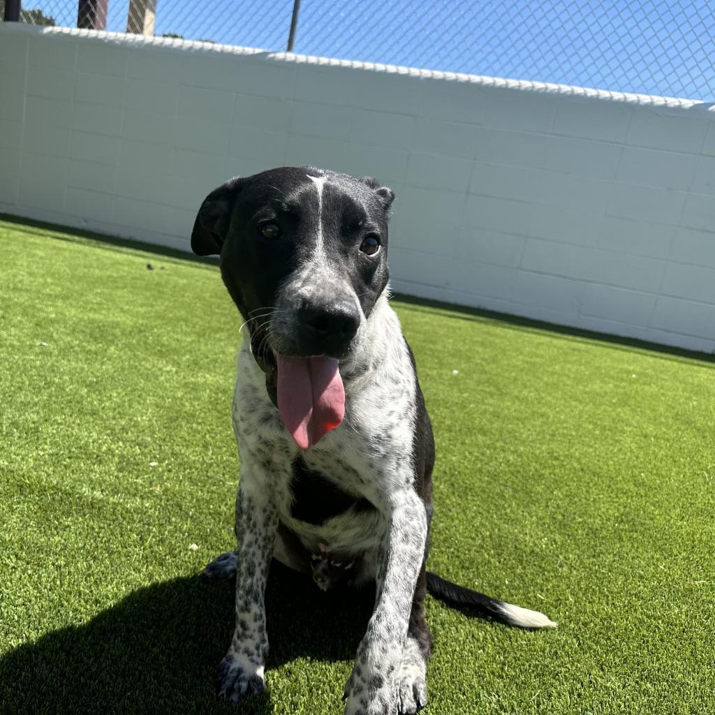 Enlarge Brandon aka Brandy, a Adoptable mixed breed in Mobile, AL image 2/4