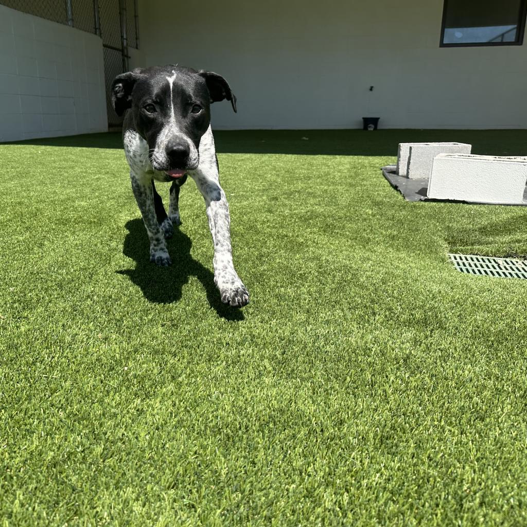 Enlarge Brandon aka Brandy, a Adoptable mixed breed in Mobile, AL image 3/4