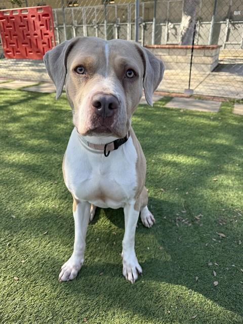 Enlarge DIAMOND, a Adoptable Staffordshire Bull Terrier in Agoura, CA image 1/1