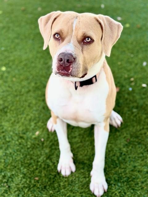 Enlarge DIAMOND, a Adoptable Staffordshire Bull Terrier in Agoura, CA image 1/1