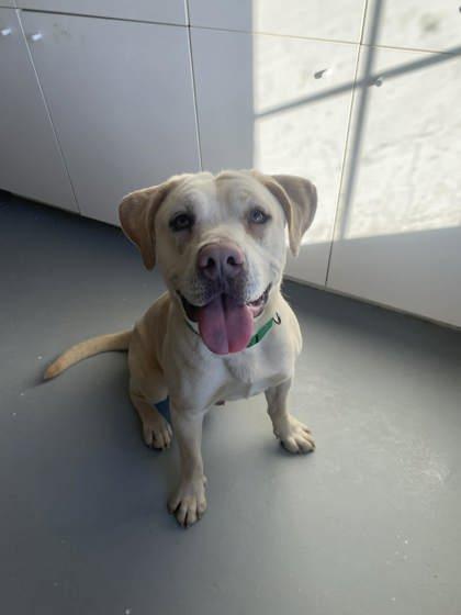 Enlarge Finn 51593, a ADOPTABLE Mixed Breed in Oklahoma City, OK image 3/3