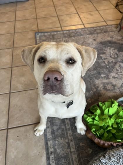 Finn 51593, ADOPTABLE, Adult Male Mixed Breed.