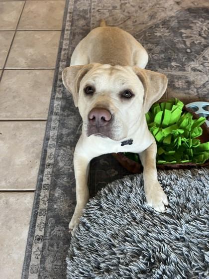 Enlarge Finn 51593, a ADOPTABLE Mixed Breed in Oklahoma City, OK image 2/3