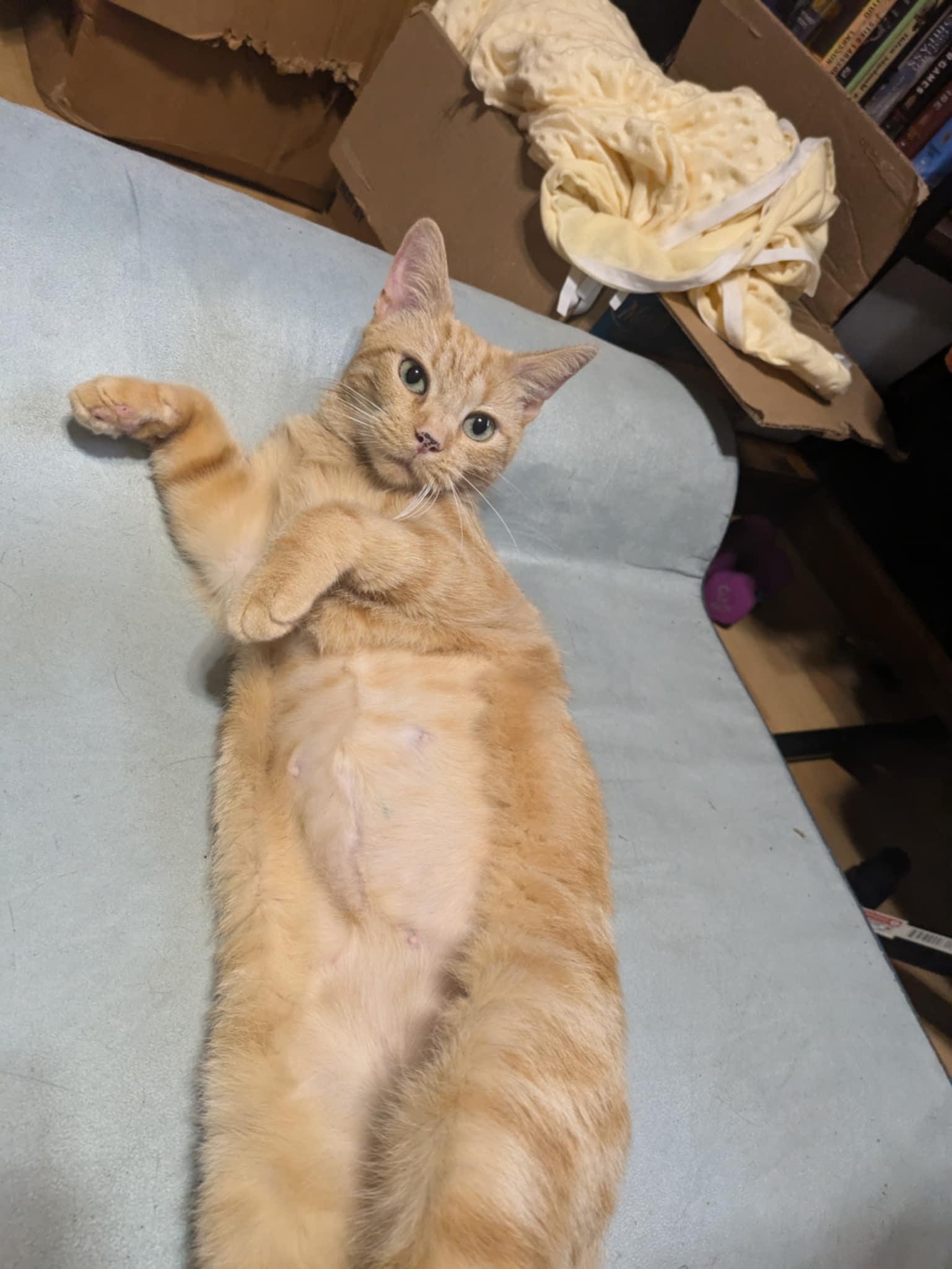 Agatha, a Adopted Domestic Short Hair in Ypsilanti, MI image 1/6