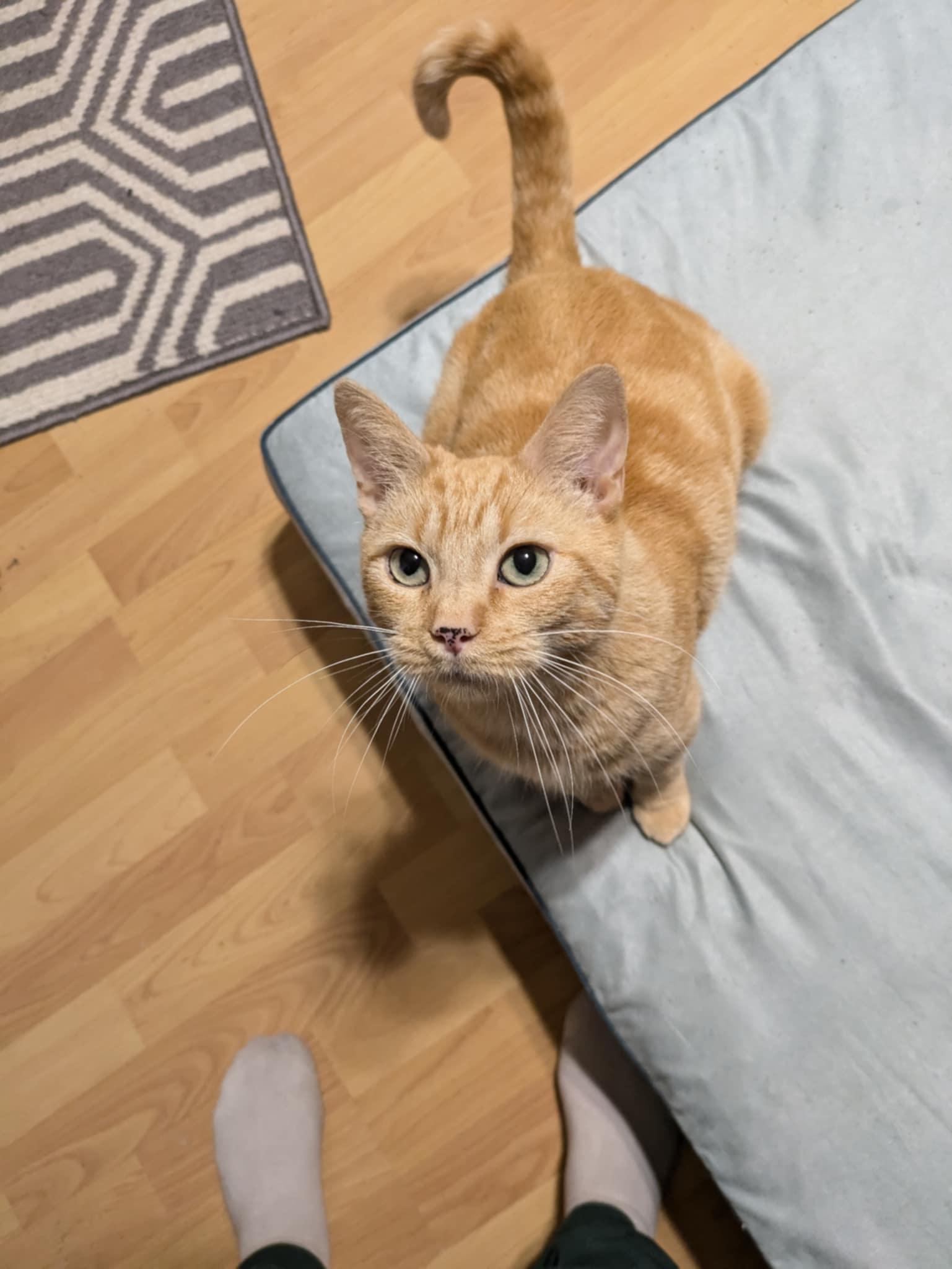 Agatha, a Adopted Domestic Short Hair in Ypsilanti, MI image 3/6