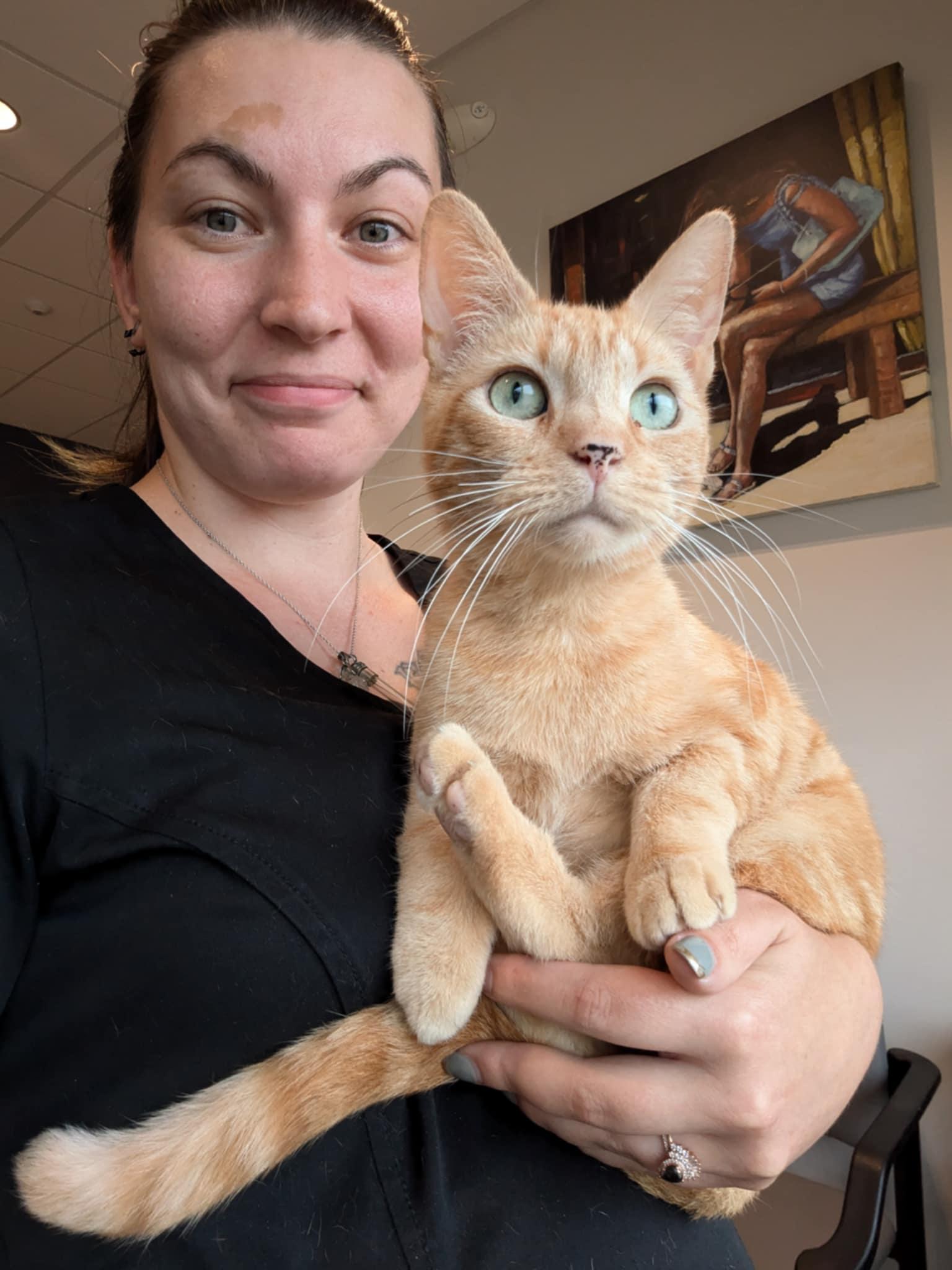 Agatha, a Adopted Domestic Short Hair in Ypsilanti, MI image 4/6