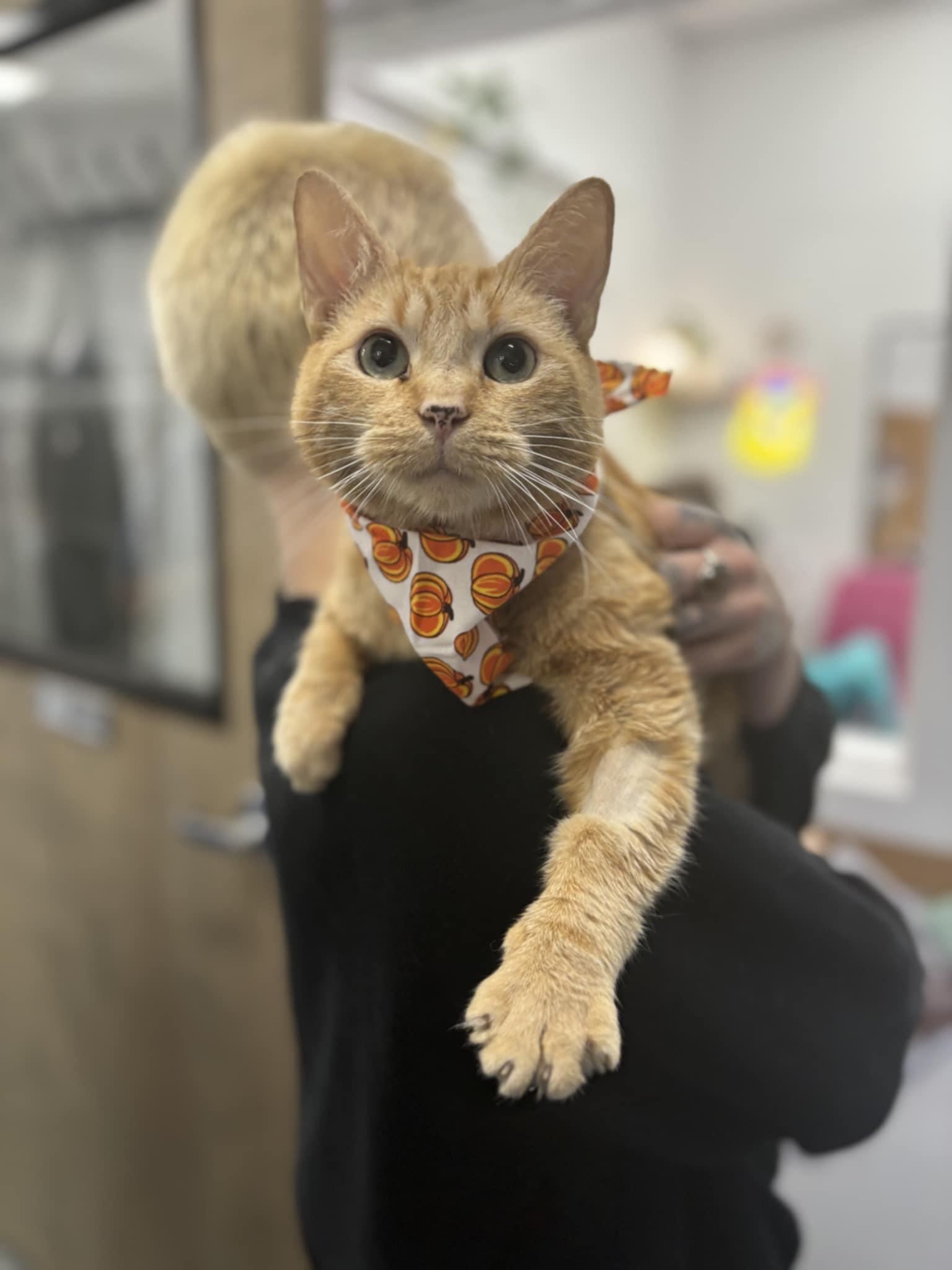 Agatha, a Adopted Domestic Short Hair in Ypsilanti, MI image 5/6