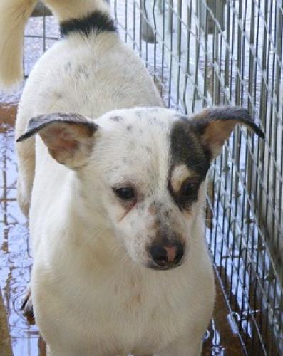 Enlarge Conda, a Adoptable mixed breed in Floresville, TX image 1/1