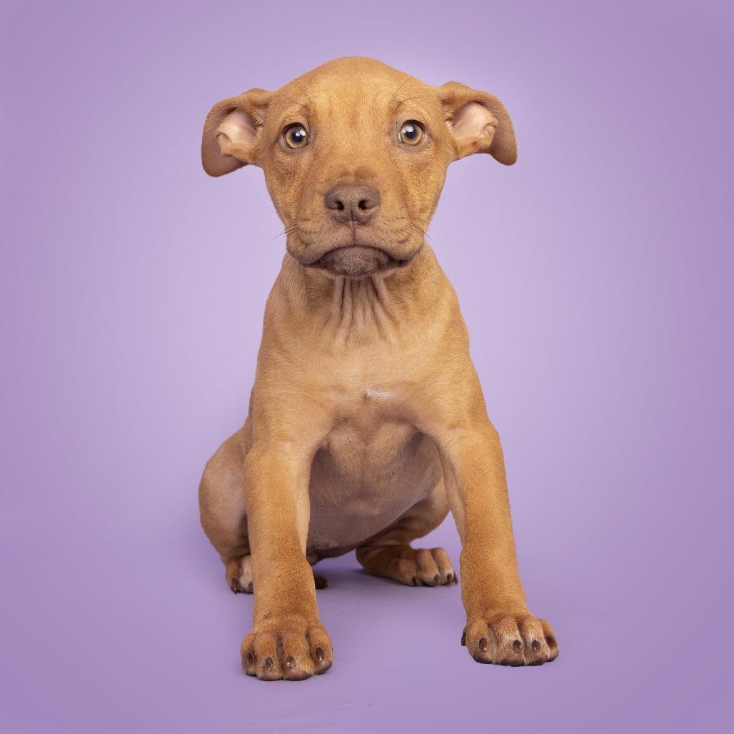 Enlarge Emily, a Adoptable Mixed Breed in Franklin, TN image 1/1