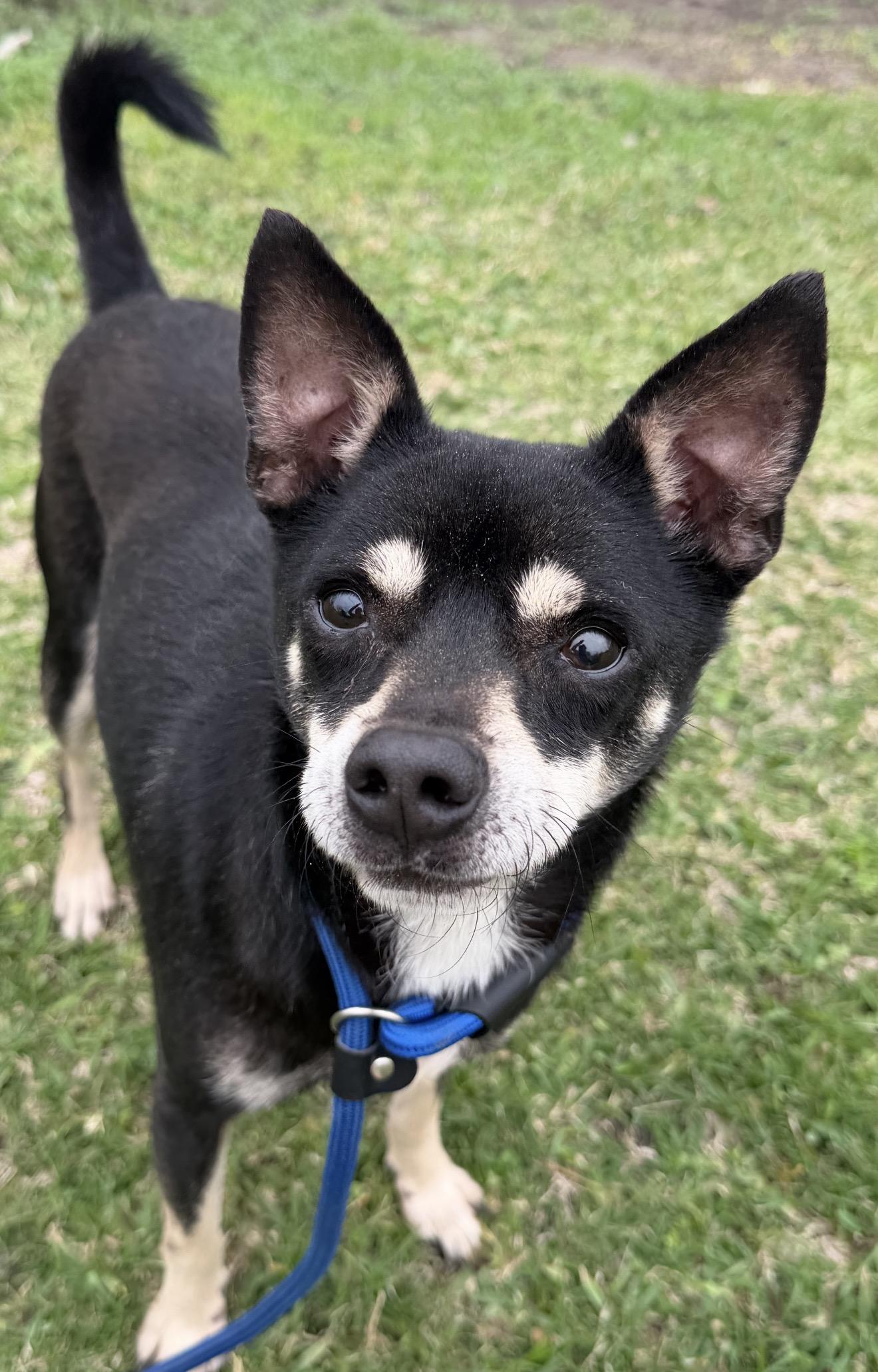 Nathan, an adopted mixed breed in Westerly, RI image 3/3
