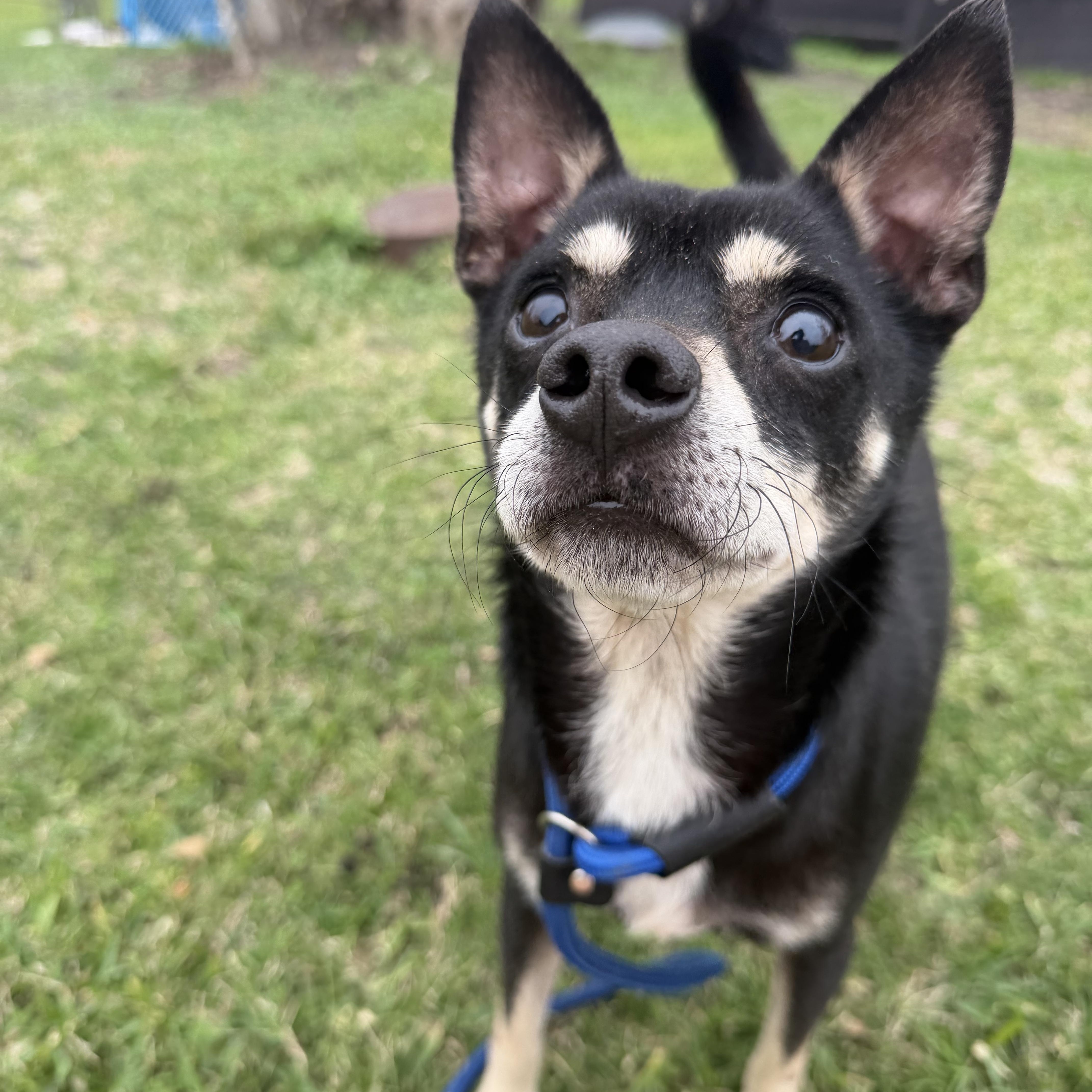 Nathan, adopted, Adult Male Miniature Pinscher.