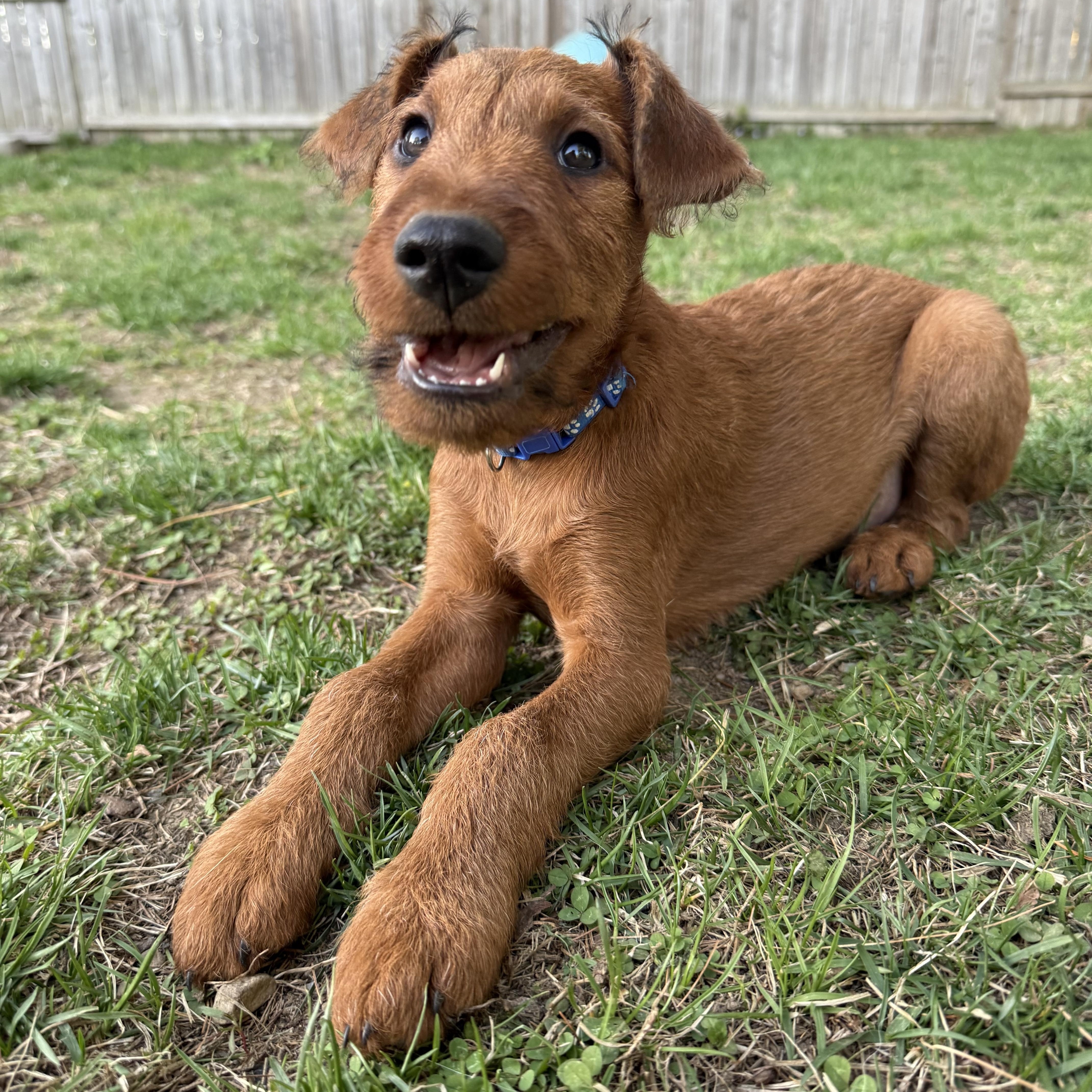 Enlarge Fergus, a ADOPTABLE Irish Terrier in Delmar, NY image 2/3