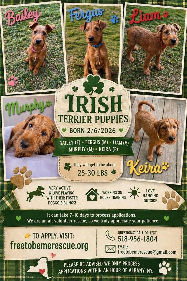 Enlarge Fergus, a ADOPTABLE Irish Terrier in Delmar, NY image 3/3