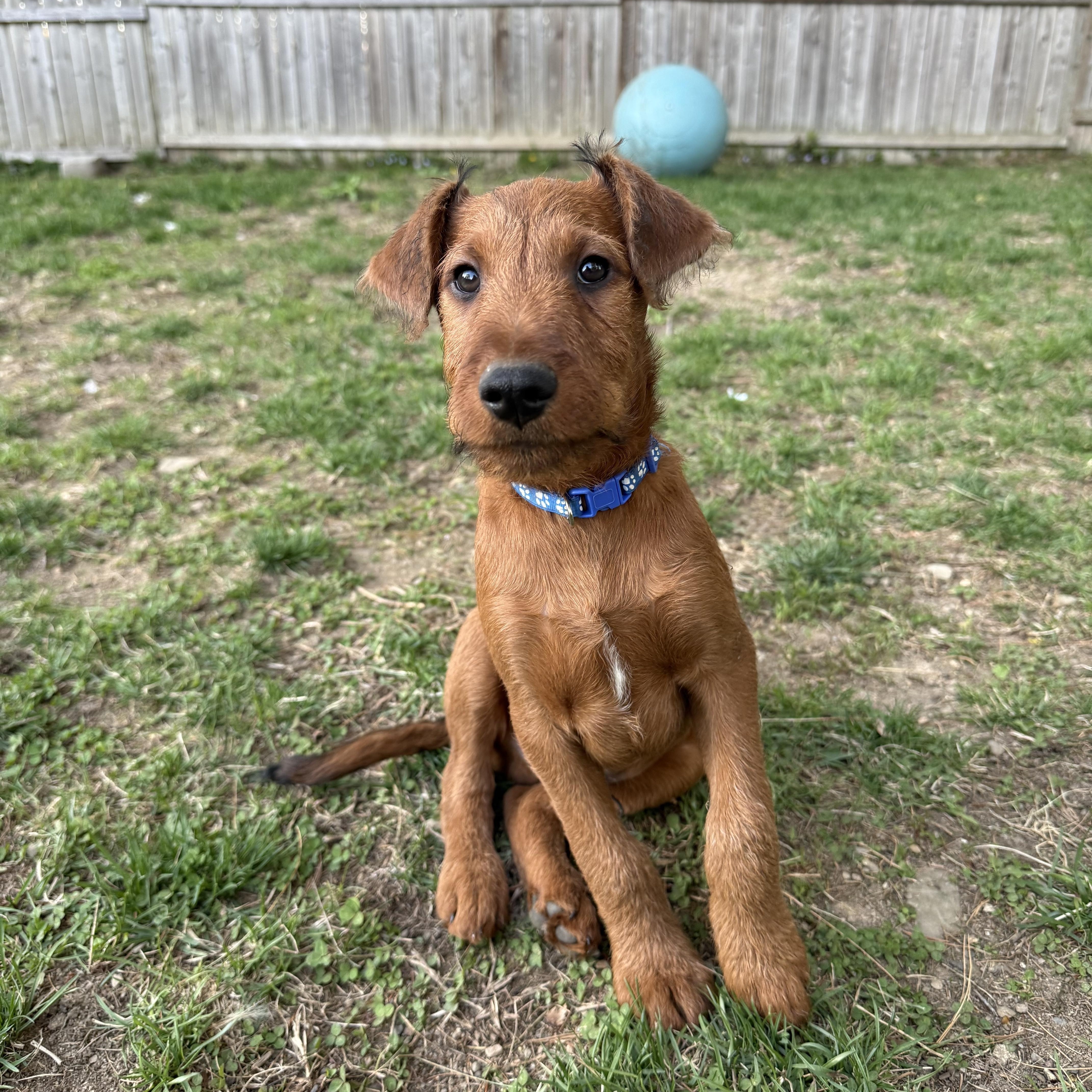 Fergus, ADOPTABLE, Puppy Male Irish Terrier.